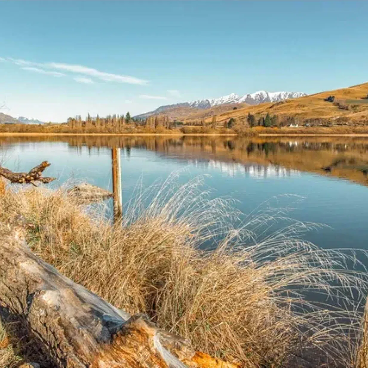 Environmental Restoration and Pest Control Services Queenstown Mana